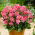 Dalia - Topmix Pink - GIGA paczka! - 50 szt.