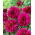 Dalia - Purple Haze - GIGA paczka! - 50 szt.