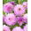 Dalia - Blue Wish - GIGA paczka! - 50 szt.