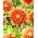 Dalia - Autumn Sunburst - GIGA paczka! - 50 szt.
