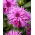 Dalia - Striped Ambition - GIGA paczka! - 50 szt.