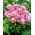 Dalia - Park Princess - GIGA paczka! - 50 szt.