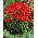 Dalia - Topmix Reddy - GIGA paczka! - 50 szt.