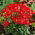 Dalia - Topmix Reddy - GIGA paczka! - 50 szt.