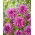 Dalia - Blackberry Ripple - GIGA paczka! - 50 szt.