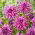 Dalia - Blackberry Ripple - GIGA paczka! - 50 szt.
