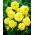 Dalia - Glory of Heemstede - GIGA paczka! - 50 szt.