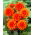 Dalia - Orange Nugget - GIGA paczka! - 50 szt.