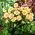 Dalia - Topmix Apricot - GIGA paczka! - 50 szt.
