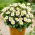 Dalia - Topmix White - GIGA paczka! - 50 szt.