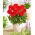 Dalia - Heatwave - GIGA paczka! - 50 szt.