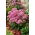 Rozchodnik Carl - Sedum - sadzonka - GIGA paczka! - 50 szt.