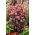 Rozchodnik José Aubergine - Sedum - sadzonka - GIGA paczka! - 50 szt.