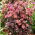 Rozchodnik José Aubergine - Sedum - sadzonka - GIGA paczka! - 50 szt.