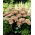 Rozchodnik Matrona - Sedum - sadzonka - GIGA paczka! - 50 szt.