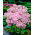 Rozchodnik Brillant - Sedum - sadzonka - GIGA paczka! - 50 szt.