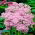 Rozchodnik Brillant - Sedum - sadzonka - GIGA paczka! - 50 szt.