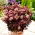 Rozchodnik Rainbow Xenox - Sedum - sadzonka - GIGA paczka! - 50 szt.