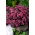 Rozchodnik Xenox - Sedum - sadzonka - GIGA paczka! - 50 szt.