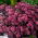 Rozchodnik Xenox - Sedum - sadzonka - GIGA paczka! - 50 szt.