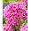 Floks (Phlox) - Płomyk wiechowaty - Ferris Wheel - 1 szt.