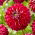 Dalia - Embassy