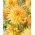 Dalia - Penhill Autumn Shade