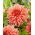 Dalia - Fairway Spur - GIGA paczka! - 50 szt.