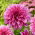 Dalia - Arthur Hambley