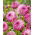 Dalia - Pink Isa