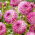 Dalia - Pink Isa