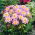 Dalia - Impression Famoso