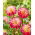 Dalia - Double Shine - GIGA paczka! - 50 szt.