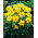 Dalia - Yellow Sneezy - GIGA paczka! - 50 szt.