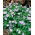 Zawilec gajowy Robinsoniana - 1 szt.