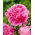Piwonia, Paeonia - Jacorma - sadzonka - duża paczka! - 10 szt.