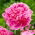 Piwonia, Paeonia - Jacorma - sadzonka - duża paczka! - 10 szt.