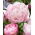 Piwonia, Paeonia - Lady Alexandra Duff - sadzonka