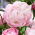 Piwonia, Paeonia - Lady Alexandra Duff - sadzonka - GIGA paczka! - 50 szt.