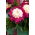 Piwonia, Paeonia - White Cap - sadzonka - duża paczka! - 10 szt.