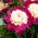 Piwonia, Paeonia - White Cap - sadzonka - duża paczka! - 10 szt.
