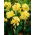 Kanna - Yellow Futurity