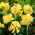 Kanna - Yellow Futurity