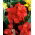 Kanna - Red Beauty - duża paczka! - 10 szt.