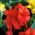 Kanna - Red Beauty
