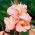 Kanna - Salmon Beauty