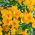 Alstremeria - Alstroemeria Lutea - 1 szt.