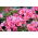 Alstremeria - Alstroemeria Roze - 1 szt.