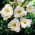 Liliowiec Longfields Beauty