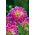 Dalia - Purple Explosion - GIGA paczka! - 50 szt.